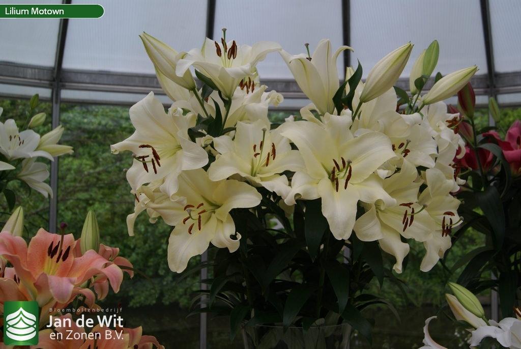 Лилия Форевер Фото И Описание – Telegraph